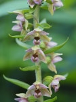 Epipactis helleborine from Vilnius District Municipality, Lithuania on 2020년 07월 18일 (토) at 08:11 오후 by Lina... 