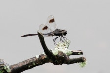 Brachymesia gravida from Harris Neck NWR, Georgia on 2014년 05월 26일 (월) by Greg Lasley. scores of these were visible at this... 
