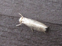 나비목 from 용곡한라비발디아파트 on 2020년 08월 04일 (화) by onidiras-iNaturalist. UNKON · iNaturalist 나비목 (Order... 