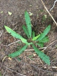 Struthiopteris spicant from 1236 N Beaver Creek Rd, Seal Rock, OR, US on 2017년 07월 03일 (월) at 04:31 오후 by Ryan McMinds... 