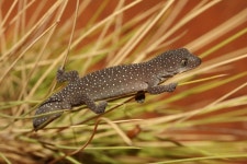 Strophurus elderi from Windorah QLD 4481, Australia on 2011년 11월 01일 (화) by dhfischer · iNaturalist Strophurus elderi