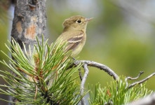 Empidonax occidentalis from Anaconda, MT, USA on 2019년 06월 16일 (일) at 06:02 오후 by Ben Meredyk · iNaturalist Empidonax... 