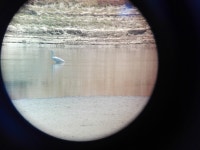 대백로 from 7425 Montargil, Portugal on 2019년 06월 15일 (토) at 01:21 오후 by alex_sp · iNaturalist 대백로 (Ardea alba)