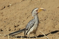 Tockus leucomelas from Khomas, Namibia on 2016년 07월 25일 (월) at 04:02 오후 by uni1ffm · iNaturalist Tockus leucomelas