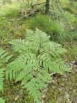 고사리 from Kolga, 74602 Harju County, Estija on 2020년 08월 12일 (수) at 09:22 오전 by Almantas Kulbis · iNaturalist... 