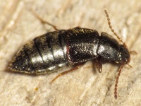 at 01:01 오후 by Ashley M Bradford. IDed on BugGuide: https://bugguide.net/node/view/700351 · iNaturalist Eucnecosum brachypterum
