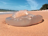 Rhizostoma octopus from Avenue Louis Gaume, La Teste-de-Buch, Aquitania, FR on 2020년 08월 14일 (금) at 04:15 오후 by... 