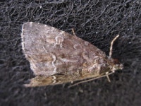 밤나방과 from 용곡한라비발디아파트 on 2020년 08월 16일 (일) by onidiras-iNaturalist. UNKON · iNaturalist 밤나방과 (Family... 