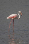 큰홍학 from Aiguamolls de lEmpordà on 2020년 08월 10일... López-Arenas i Cama · iNaturalist 큰홍학 (Phoenicopterus roseus)