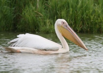 큰사다새 from Aholfing, Deutschland on 2007년 07월 04일... by Christoph Moning · iNaturalist 큰사다새 (Pelecanus onocrotalus)