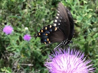 Papilio troilus from George Washington Carver National Monument, Neosho, MO, US on 2020년 08월 22일 (토) at 01:15 오후 by MC... 
