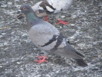 집비둘기 from Futo, Itō, Shizuoka 413-0231, Japan on 2015년... (someplant) · iNaturalist 집비둘기 (Variety Columba livia... 