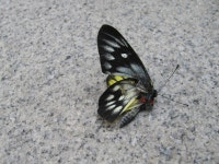 Delias pasithoe from Hong Kong on 2013년 12월 26일 (목) by confelicity · iNaturalist Delias pasithoe