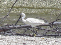 쇠백로 from 156, Jalan Sungai Manggis Kampung Kuala Sepetang 34650 Kuala Sepetang Perak on 2017년 07월 13일 (목) at 12:33 오후... 