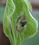 Telangana 500094, India on 2020년 08월 27일 (목) at 05:08 오후 by Swarochi Tathagath · iNaturalist 무당알노린재속 (Genus... 