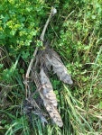 수리부엉이 from Icheon, KR-KG, KR on 2020년 08월 28일 (금) at 02:30 오후 by Jay. Predation? Natural causes? · iNaturalist... 