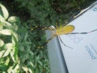 무당거미 from Icheon-si, Gyeonggi-do, South Korea on 2020년 08월 28일 (금) at 02:05 오후 by Justin Walker · iNaturalist... 