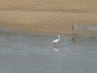 쇠백로 from Icheon-si, Gyeonggi-do, South Korea on 2020년 08월 28일 (금) at 04:59 오후 by Jay · iNaturalist 쇠백로 (Egretta... 