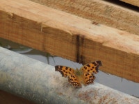 네발나비 from Icheon-si, Gyeonggi-do, South Korea on 2020년 08월 30일 (일) at 09:22 오전 by Jay · iNaturalist 네발나비... 