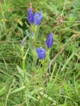 Gentiana pneumonanthe from 48600 La Panouse, France on 2020년 07월 29일 (수) at 04:26 오후 by danielbizet · iNaturalist... 