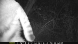 P00[C000-I048-E055@007]R256-G256-B256-(I:80-G00ch-L0093)-c81-L048-P(02-0360-1080-0359-1079)LB00-R... · iNaturalist 붉은스라소니... 