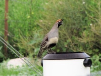 Callipepla gambelii from Chiricahua National Monument on 2010년 08월 23일 (월) by Tina Thompson · iNaturalist Callipepla gambelii