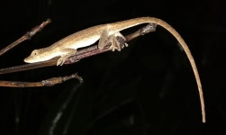 Anolis serranoi from Soconusco, Chis., México on 2020년 09월 03일 (목) at 08:58 오후 by Gerardo Galdamez · iNaturalist Anolis... 