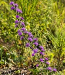 기린국화속 from Prairie Du Sac, WI, US on 2020년 08월 21일 (금) at 10:02 오전 by Amy Chamberlin · iNaturalist 기린국화속... 
