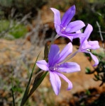 Babiana symmetrantha in 8월 2020 by Nick Helme. been wanting... Goldblatt here in 2006; local... · iNaturalist Babiana symmetrantha
