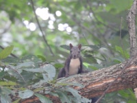 청설모 from Icheon-si, Gyeonggi-do, South Korea on 2020년 09월 15일 (화) at 08:36 오전 by Jay · iNaturalist 청설모 (Sciurus... 