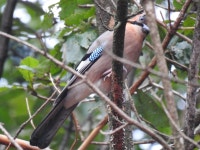어치 from Icheon-si, Gyeonggi-do, South Korea on 2020년 09월 15일 (화) at 06:09 오후 by Justin Walker · iNaturalist 어치... 