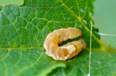 Pseudothyatira cymatophoroides from Highland Grove, ON K0L 2A0, Canada on 2020년 09월 16일 (수) at 11:53 오전 by jmass... 