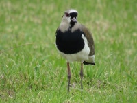Vanellus chilensis from 150001, Tunja, Boyacá, Colombia on 2020년 09월 12일 (토) at 11:56 오후 by Vivian Peña · iNaturalist... 
