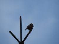 곤줄박이 from Icheon-si, Gyeonggi-do, South Korea on 2020년 09월 18일 (금) at 07:16 오전 by Jay · iNaturalist 곤줄박이... 