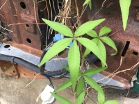 Ipomoea heptaphylla from Three Mile Stretch Rd, Ellisville, MS, US on 2020년 09월 19일 (토) at 10:23 오전 by jrob11530... 