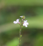마편초 from 35520 Melesse, France on 2020년 09월 12일 (토) at 03:36 오후 by Valentin Hamon · iNaturalist 마편초 (Verbena... 