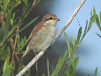 붉은등때까치 from Zărnești, Brasov, România on 2018년 08월 19일 (일) at 08:26 오전 by xulescu_g. red-backed shrike... 