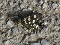 흑백알락나비 from Sakanao, Sakae, Inba District, Chiba 270-1513, Japan on 2018년 06월 08일 (금) at 03:23 오후 by Gerben ter... 