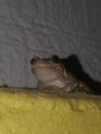 청개구리 from Icheon on 2020년 09월 28일 (월) at 07:06 오후 by Jay · iNaturalist 청개구리 (Hyla japonica)