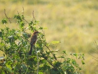 때까치 from Icheon-si, Gyeonggi-do, South Korea on 2020년 09월 30일 (수) at 10:32 오전 by Jay · iNaturalist 때까치 (Lanius... 