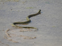 일본유혈목이 from Icheon-si, Gyeonggi-do, South Korea on 2020년 09월 30일 (수) at 11:59 오전 by Justin Walker · iNaturalist... 