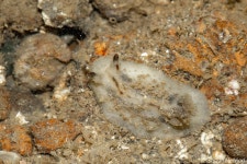 Atagema tristis from L Jagmohandas Marg, Navshanti Nagar, Malabar Hill, Mumbai, Maharashtra 400006, India on 2018년 04월 28일... 