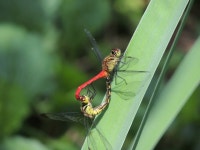 두점박이좀잠자리 from 대한민국 경상남도 거창군 거창읍 on 2013년 08월 15일 (목) by Rob Macfie · iNaturalist... 