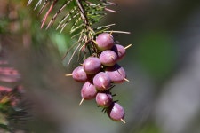 Persoonia pinifolia from Appin NSW 2560, Australia on 2020년 10월 02일 (금) at 09:48 오전 by Anthony Katon · iNaturalist... 