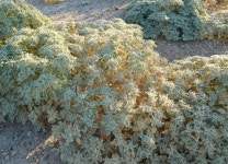 Croton setiger from Atascadero, CA 93422, USA on 2017년 08월 08일 (화) at 07:01 오후 by ekmes. Fuzzy leaves · iNaturalist... 