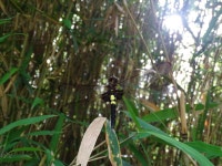 노란허리잠자리 from Sakanao, Sakae, Inba District, Chiba 270-1513, Japan on 2018년 06월 08일 (금) at 03:31 오후 by Gerben ter... 