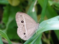 부처나비 from Sakanao, Sakae, Inba District, Chiba 270-1513, Japan on 2018년 06월 08일 (금) at 05:44 오후 by Gerben ter Haar.... 