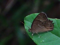 Lethe sicelis from Sakanao, Sakae, Inba District, Chiba 270-1513, Japan on 2018년 06월 08일 (금) at 05:52 오후 by Gerben ter... 