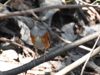 되지빠귀 from Icheon-si, Gyeonggi-do, South Korea on 2020년 10월 06일 (화) at 08:41 오전 by Jay · iNaturalist 되지빠귀... 