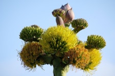 Agave shawii shawii in 10월 2020 by Madeleine Claire · iNaturalist Subspecies Agave shawii shawii